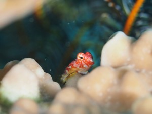 ミヤケテグリ幼魚
