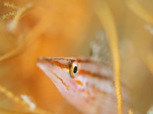 クダゴンベ幼魚